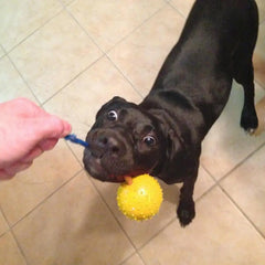 Dog Ball With Rope Bite Resistant Interactive Pet Ball Dog Ball With Rope Training Chew Toy Tug Ball Launchers For Aggressive